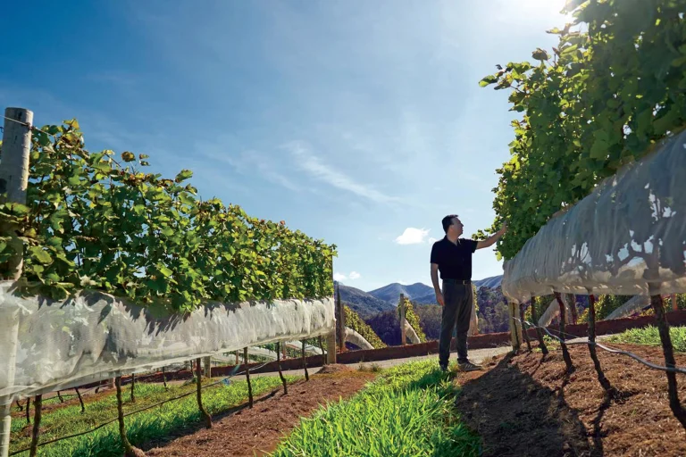 Maturano: o novo destino do vinho brasileiro